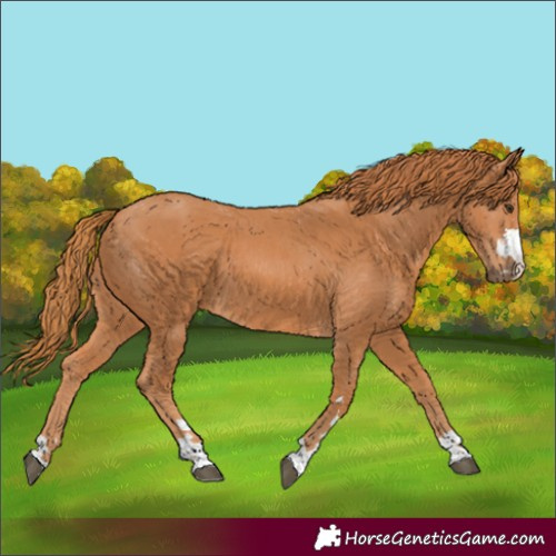 Horse Color:Chestnut 
