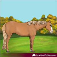 Horse Color:Chestnut Splash