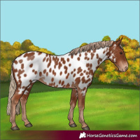 Horse Color:Chestnut Appaloosa