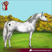 Horse Color:Gray Silver Blue Roan Near Leopard  and Gray Silver Blue Roan Near Leopard 