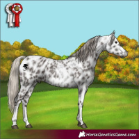 Horse Color:Gray Silver Blue Roan Appaloosa  and Gray Silver Blue Roan Appaloosa 