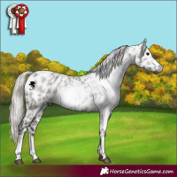 Horse Color:Gray Silver Blue Roan Near Leopard  and Gray Silver Blue Roan Near Leopard 