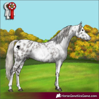 Horse Color:Gray Silver Blue Roan Appaloosa  and Gray Silver Blue Roan Appaloosa 
