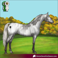 Horse Color:Gray Silver Blue Roan Appaloosa  and Gray Silver Blue Roan Appaloosa 