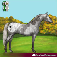 Horse Color:Gray Silver Blue Roan Appaloosa  and Gray Silver Blue Roan Appaloosa 
