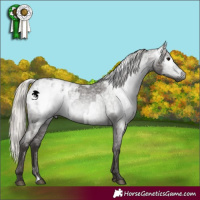 Horse Color:Gray Silver Blue Roan Blanket  and Gray Silver Blue Roan Blanket 