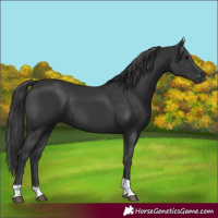 Horse Color:Black Tobiano 
