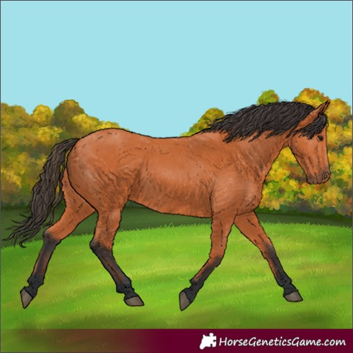 Horse Color:Bay 