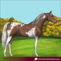 Horse Color:Silver Black Tobiano