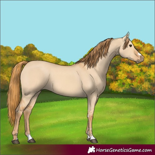 Horse Color:Red Dun 