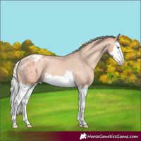 Horse Color:Silver Amber Champagne Splash Varnish 