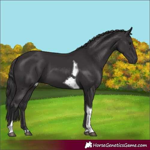 Horse Color:Smoky Black Tobiano 