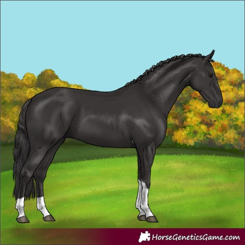 Horse Color:Smoky Black Tobiano