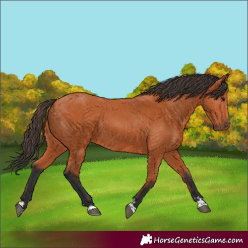 Horse Color:Bay 