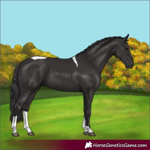 Horse Color:Smoky Black Tobiano 