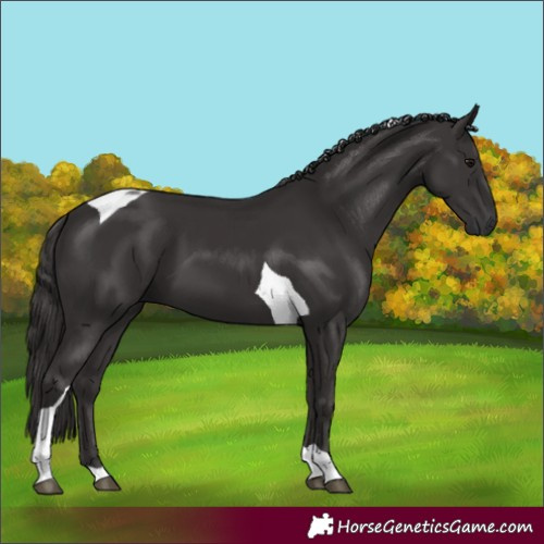 Horse Color:Smoky Black Tobiano 