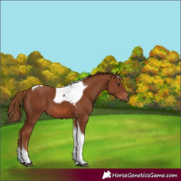 Horse Color:Chestnut Tobiano 