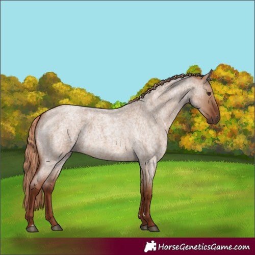Horse Color:Red Dun Roan