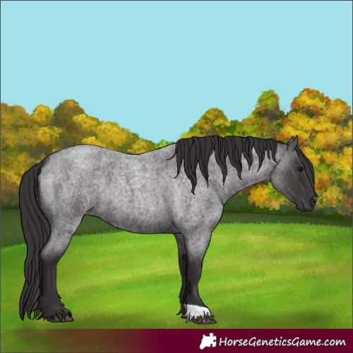 Horse Color:Smoky Blue Roan 