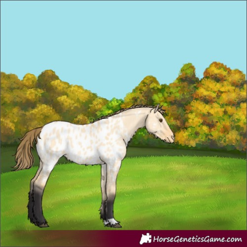 Horse Color:Buckskin Dun Near Leopard 
