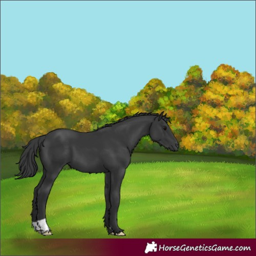 Horse Color:Black 