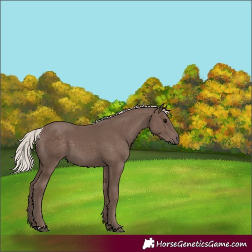 Horse Color:Silver Black 