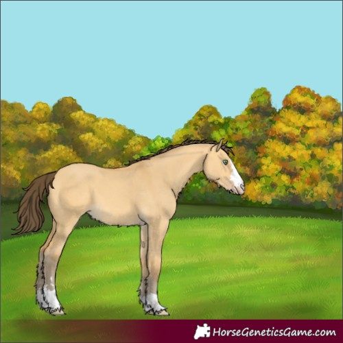 Horse Color:Amber Cream Champagne Dun 