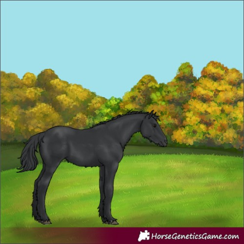 Horse Color:Black 