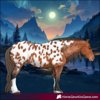 Horse Color:Bay Tobiano Near Leopard 