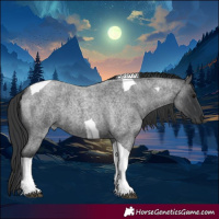 Horse Color:Blue Roan Tobiano