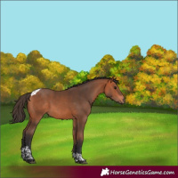 Horse Color:Bay Tobiano 