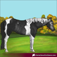 Horse Color:Gray Black Tobiano Rabicano