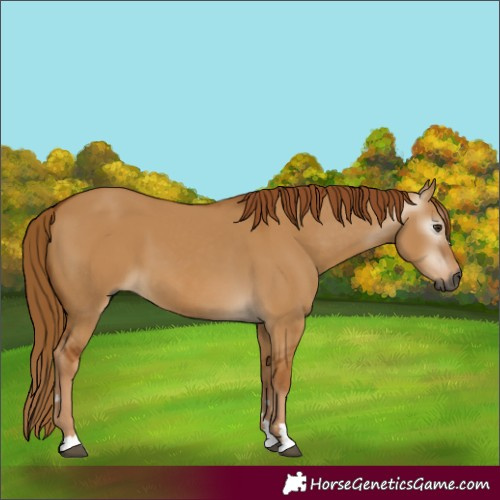 Horse Color:Gray Red Dun