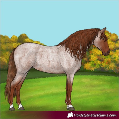 Horse Color:Red Roan 