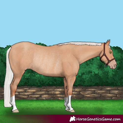 Horse Color:Silver Amber Champagne Rabicano