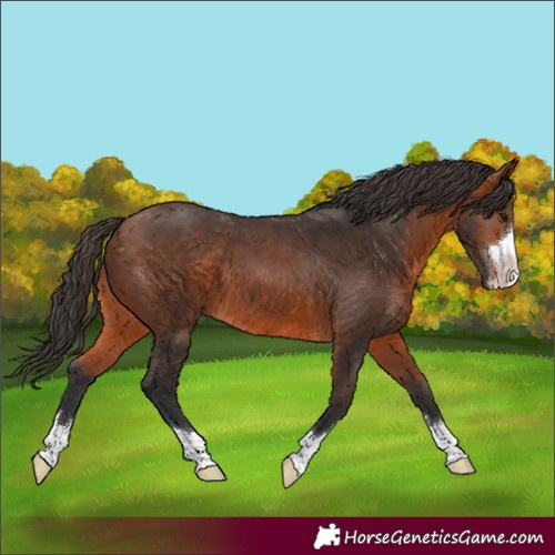 Horse Color:Bay 