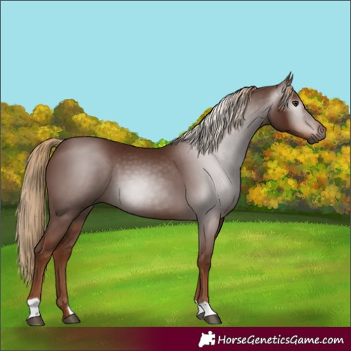 Horse Color:Gray Chestnut 