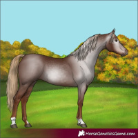 Horse Color:Gray Chestnut 