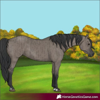 Horse Color:Grullo  and Grullo Rabicano 