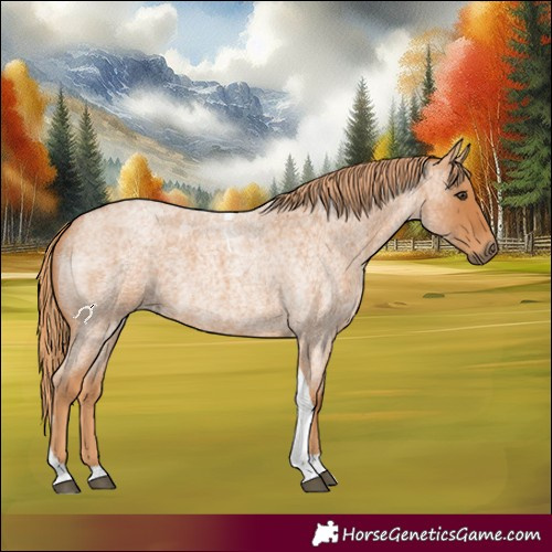 Horse Color:Red Roan Tobiano 