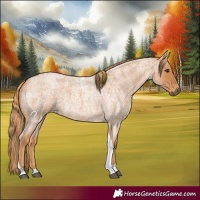 Horse Color:Red Roan Tobiano