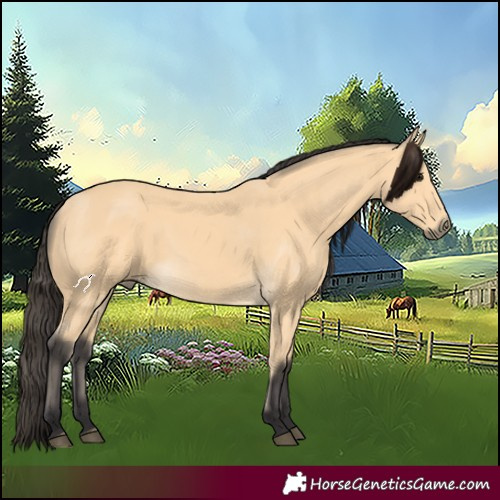 Horse Color:Buckskin 