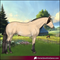Horse Color:Buckskin 