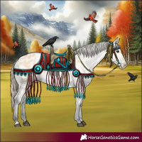 Horse Color:Buckskin Appaloosa 