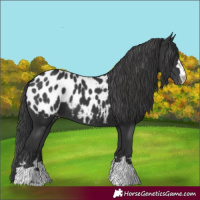 Horse Color:Black Appaloosa 