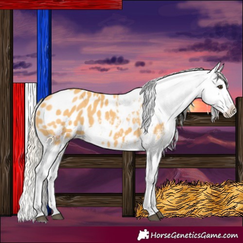 Horse Color:Palomino Appaloosa 