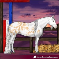Horse Color:Palomino Appaloosa 