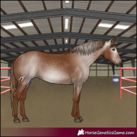 Horse Color:Gray Chestnut 