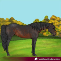 Horse Color:Brown 