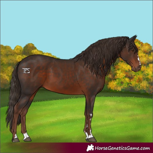 Horse Color:Liver Chestnut 